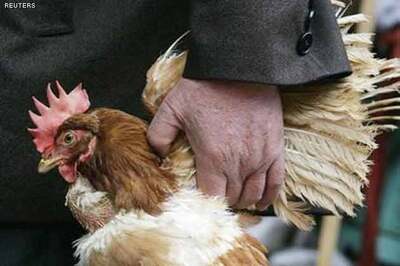 China: 'Death toll from new bird flu rises to 36'