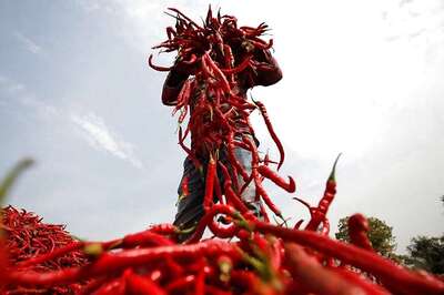 Chilli Compound Slows Lung Cancer Progression