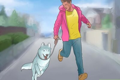 How to Take Care of a Siberian Husky