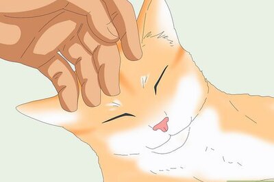 4 Interesting Reasons Why Animals Like to Be Pet