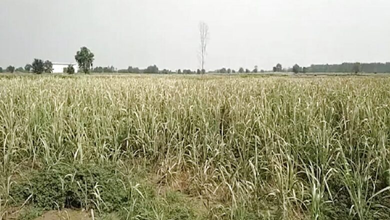 Farmers Worried Over Delayed Monsoon in North India as Summer Crop Planting Lags