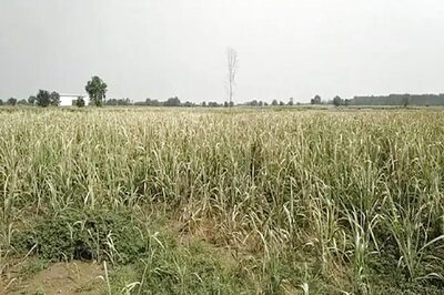 Farmers Worried Over Delayed Monsoon in North India as Summer Crop Planting Lags