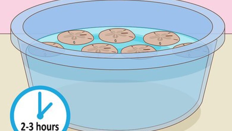 How to Harden and Preserve Sand Dollars