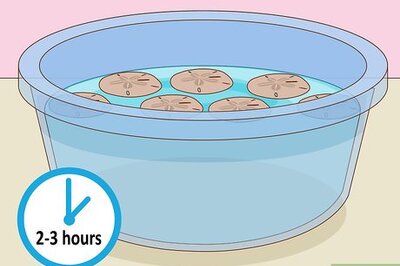 How to Harden and Preserve Sand Dollars