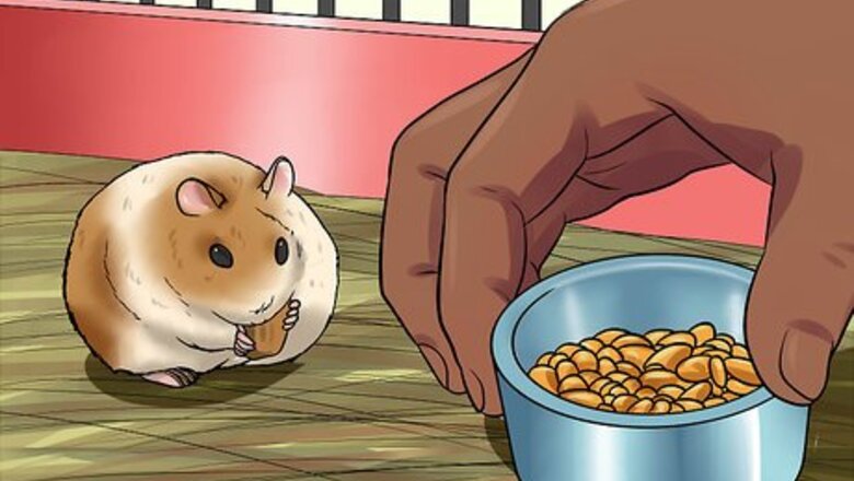 How to Tame an Older Hamster