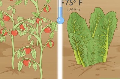 How to Grow Your Own Food