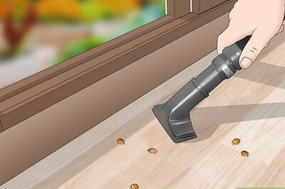 How to Get Rid of Asian Lady Beetles