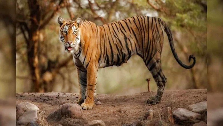 Bengal Forest Department to Celebrate 25th Birthday of Raja, the Royal Bengal Tiger
