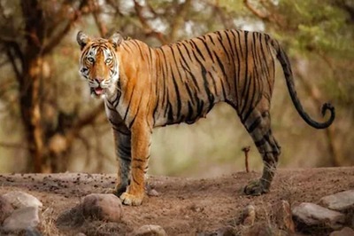 Bengal Forest Department to Celebrate 25th Birthday of Raja, the Royal Bengal Tiger