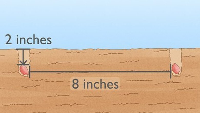 How to Grow Nuts