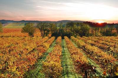 Don't Cancel Your Trip to California Wine Country