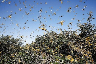 Haryana Govt Fully Prepared to Deal with Any Locust Attack: Agriculture Minister