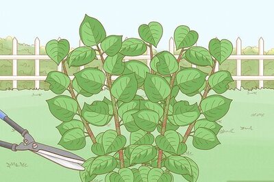 How to Get Rid of Japanese Knotweed