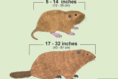 Are Gophers, Groundhogs, and Woodchucks the Same? How to Tell These Animals Apart