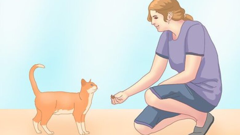 How to Get a Cat to Roll Over