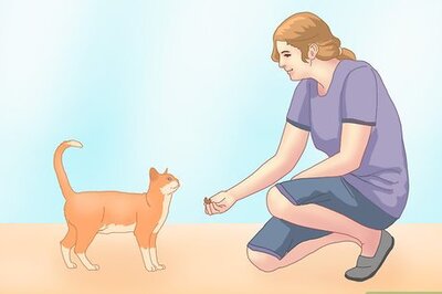 How to Get a Cat to Roll Over