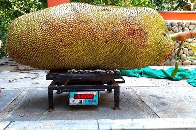 Weighing Over 50 kg, Two Giant Jackfruits in Kerala Compete to Set Guinness World Record