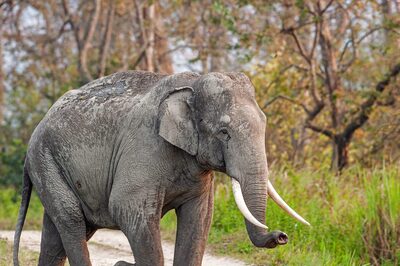 World Wildlife Day 2023: Five Volunteering Destinations to Celebrate World Wildlife Day