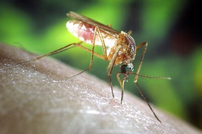 Five Dengue Cases in Noida Sector 79 Cause Panic Among Residents
