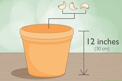 Growing Garlic Indoors: Best Containers, Care Instructions & More