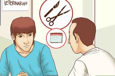 How to Get a C‐Section for Your Dog