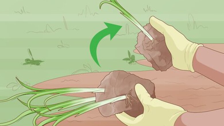 How to Divide Overgrown Perennials