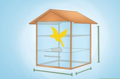 How to Keep a Canary Entertained