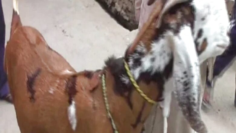 In Viral Video, Bhopal Man Force-feeds Alcohol to Goat, Later Apologises