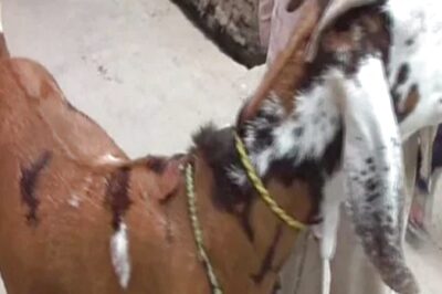 In Viral Video, Bhopal Man Force-feeds Alcohol to Goat, Later Apologises