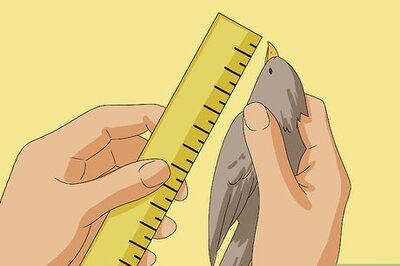 How to Make a Bird Cage