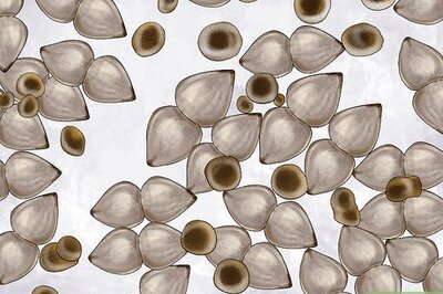 How to Farm Freshwater Mussels