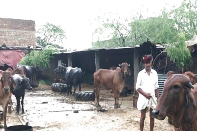 Rajasthan's Cattle Farmers Hack the Pasture Problem, but Climate Change is Catching Up