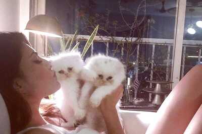 Sukesh Chandrashekhar Gifts Jacqueline Fernandez Cat of Rs 9 lakh, Mini Cooper and More: Report