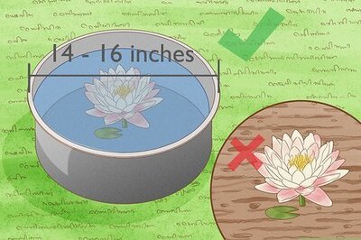 Growing Water Lilies: Care, Planting, and Blooming