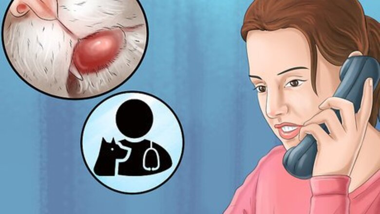 How to Handle Feline Eosinophilic Granuloma Complex