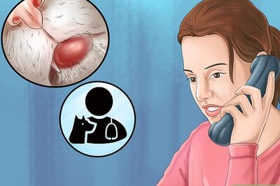 How to Handle Feline Eosinophilic Granuloma Complex