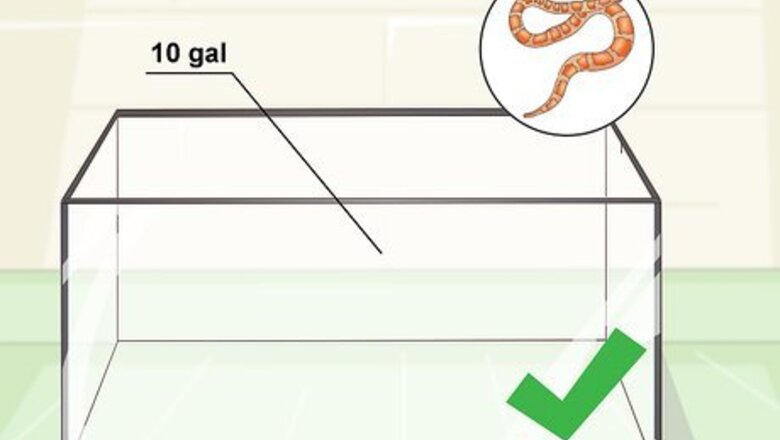 How to Care for Baby Cornsnakes
