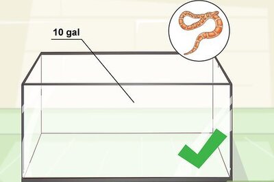 How to Care for Baby Cornsnakes