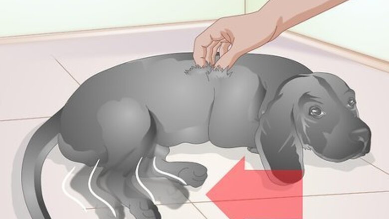 How to Brush Your Dog Without Tickling It