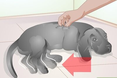 How to Brush Your Dog Without Tickling It