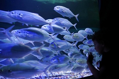 Mumbai's Unique 'Aquarium Tunnel Cafe' Lures Shoals of Patrons