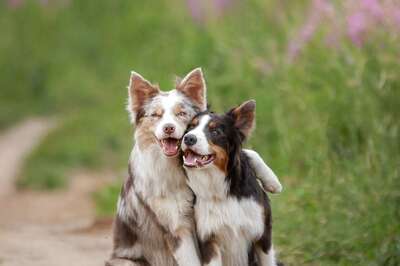 International Dog Day 2022: History, Significance, Quotes and Tips to Celebrate