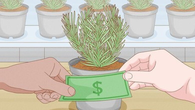 How to Plant Lavender