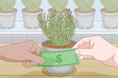 How to Plant Lavender