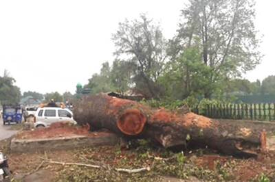 Chipko for Chinar: Kashmir Sees Protests of a Different Kind