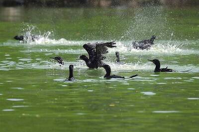 Death of 15 Birds in Gwalior Zoo Rings Alarm Bells