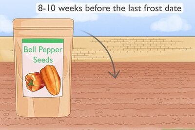 How to Start Pepper Seeds