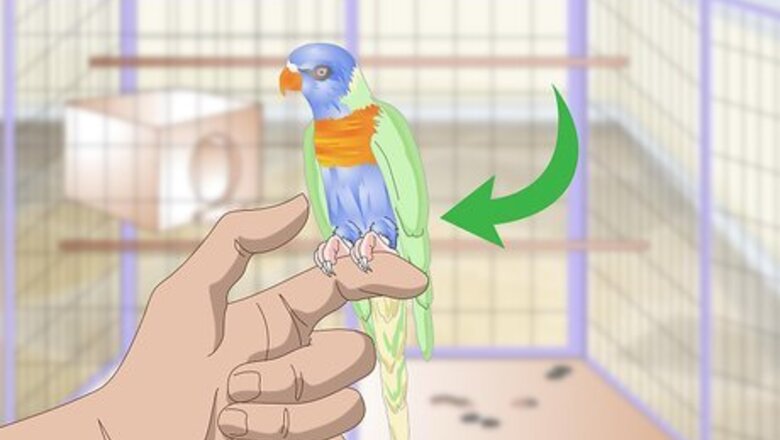 How to Clean and Maintain Lory and Lorikeet Habitats