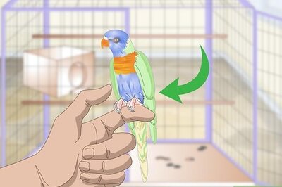 How to Clean and Maintain Lory and Lorikeet Habitats