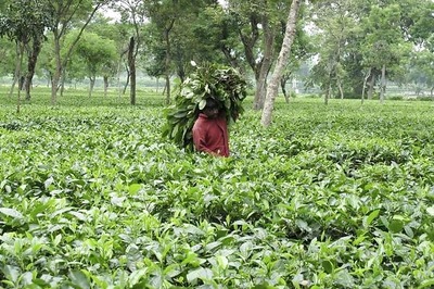 Darjeeling Tea Industries Hit by Gorkha Agitation, Losses May Cross Rs 250 Cr